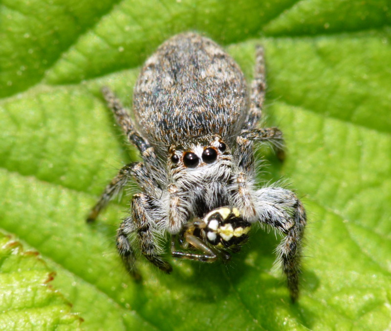 Philaeus chrysops preda Neoscona adianta
